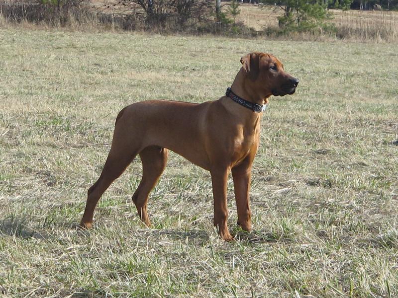 Foto: je to srnka,nebo se mi to jen zdalo?-bart