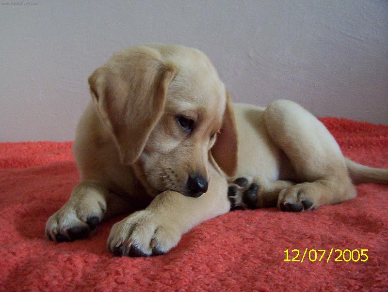 Foto: B�ra v postely-odpo�inek