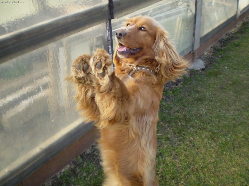 Foto: mil��ek Niki-pros�m, pros�m