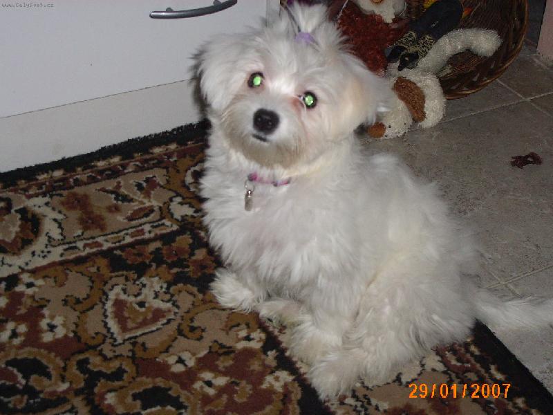 Foto: Aishanka-Tady mi jsou 4 m�s�ce a 1t�den