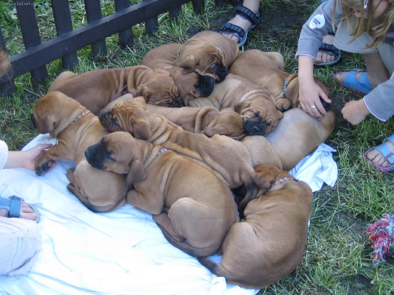 Foto: www.tosainu-taiko.cz