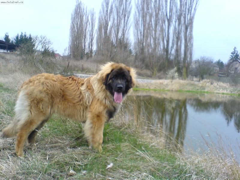 Foto: Akim Od Chuchelsk� dr�hy