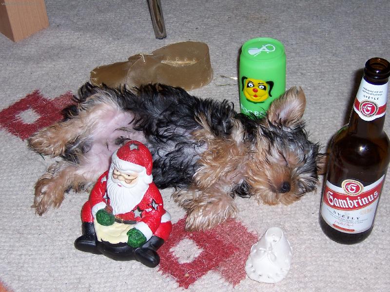 Foto: jimmy:)Silvestr....