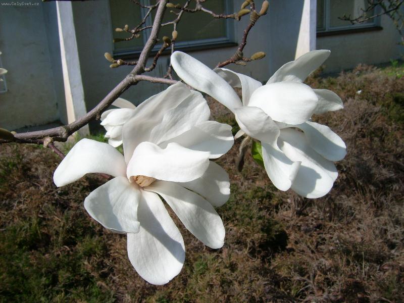 Foto: Magnolie-b�l� kv�t