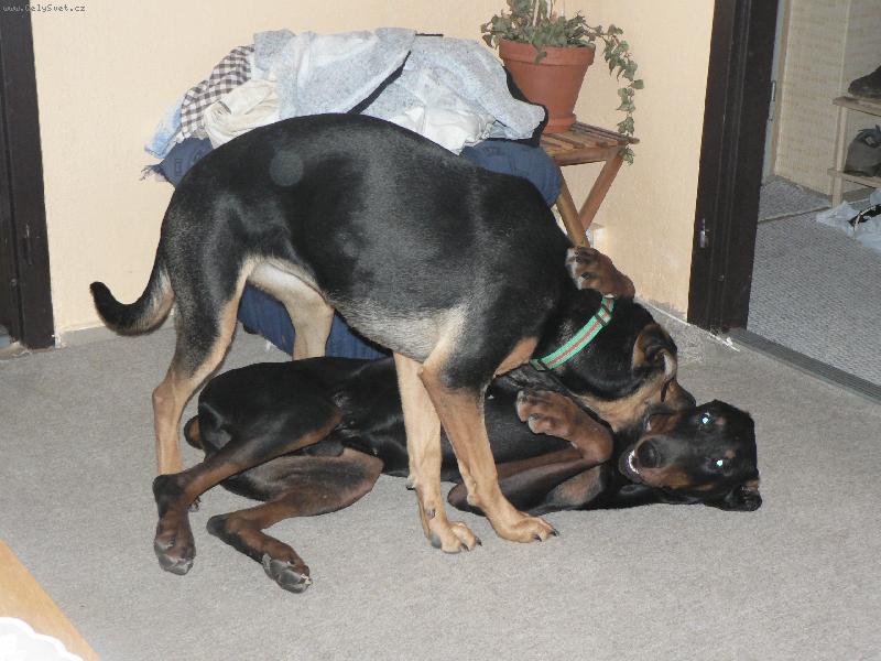 Foto: Max��ek na n�v�t�v� u tety-Pane. poj�te si hr�t :-)