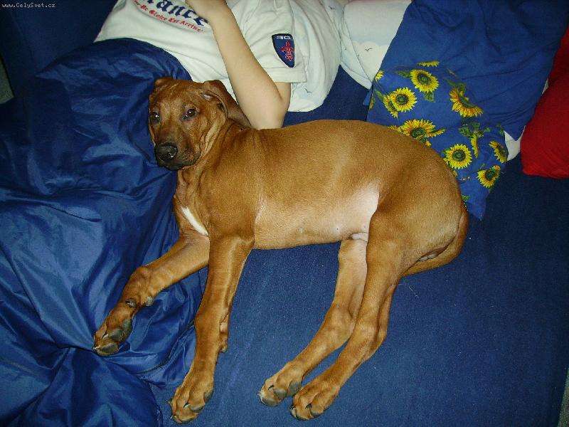 Foto: Attilka-Havaj.........