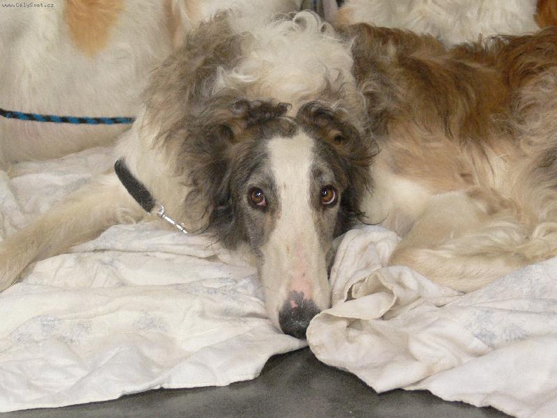 Foto: krasavec-v�stava ps� 2007 v praze