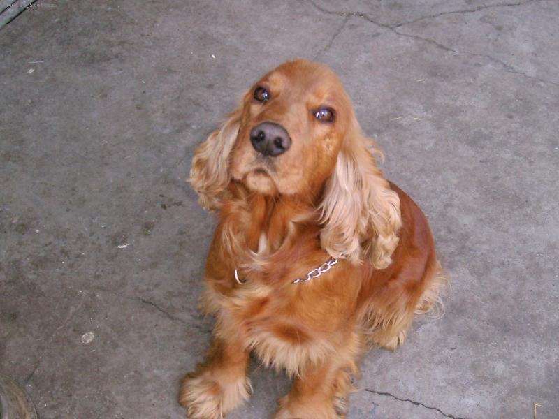 Foto: Anglick� kokr�pan�l-Denny