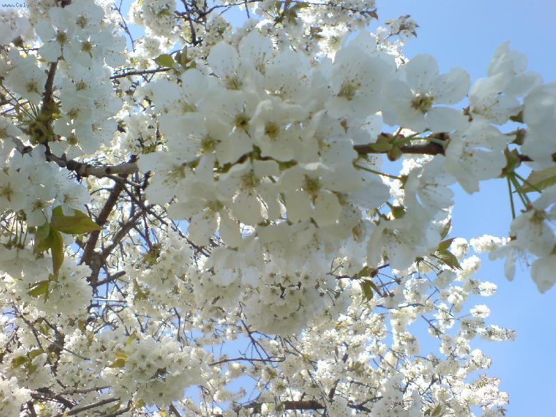 Foto: Rozkvetl� t�e�e�