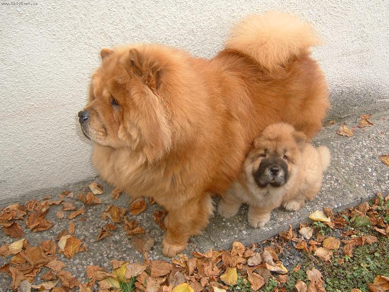 Foto: Zambo a B�rn��ek