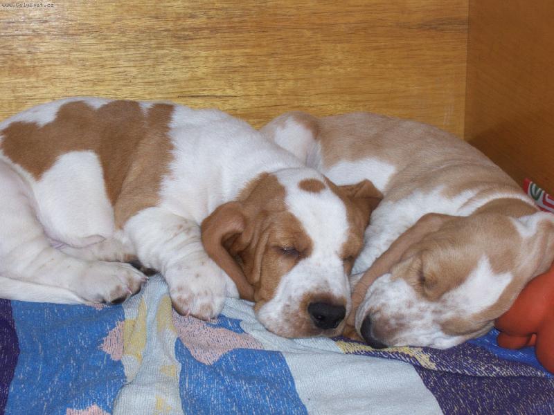 Foto: Aika a Lupo