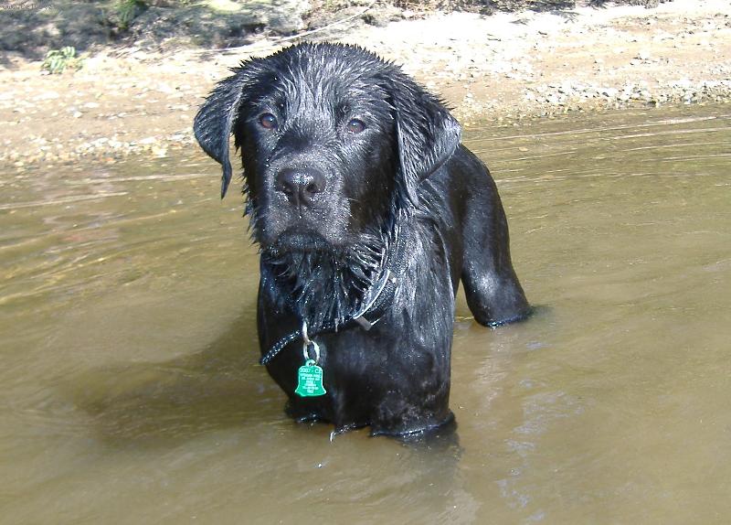 Foto: Sid (4 mes�ce - 19,5 kilo)-Na p�skovn� ...