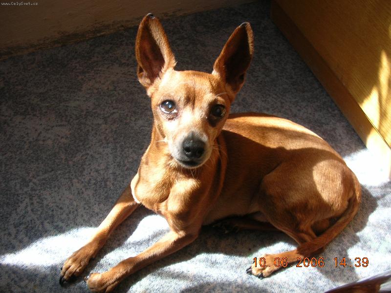 Foto: Tom��ek mazl��ek-to jsem cel� j���..