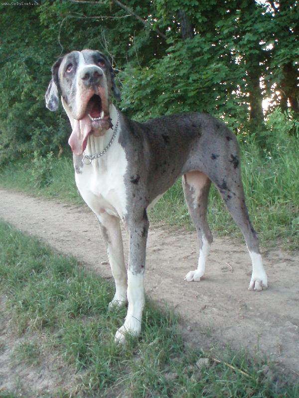 Foto: Bosanova Quincy Etc