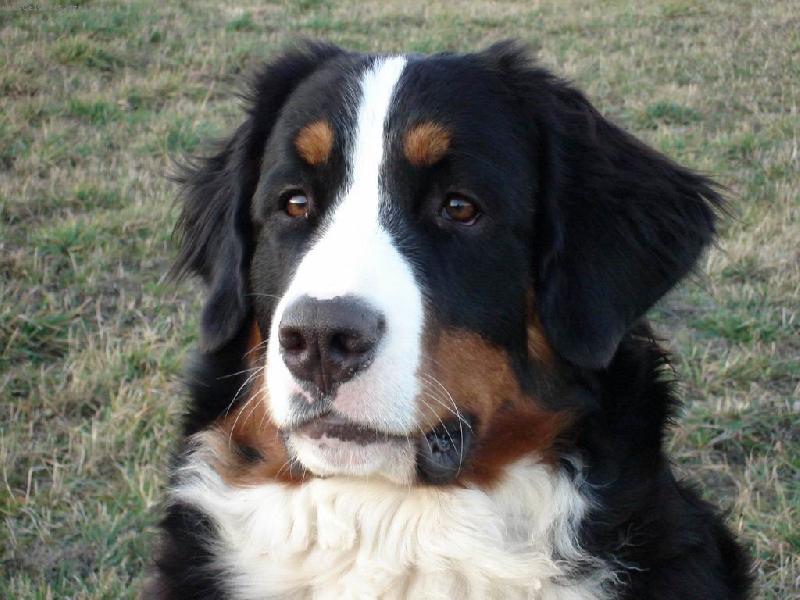 Foto: Iris P�seck� hory-pohled do daleka