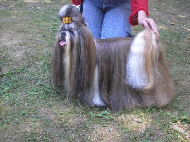 Foto: CH. Jeron Atrei