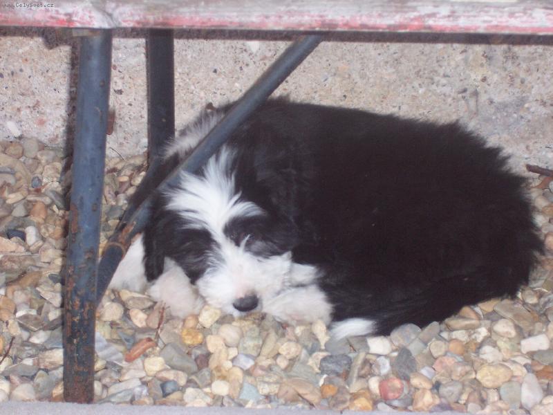 Foto: Dorian z Vilete Bohemia