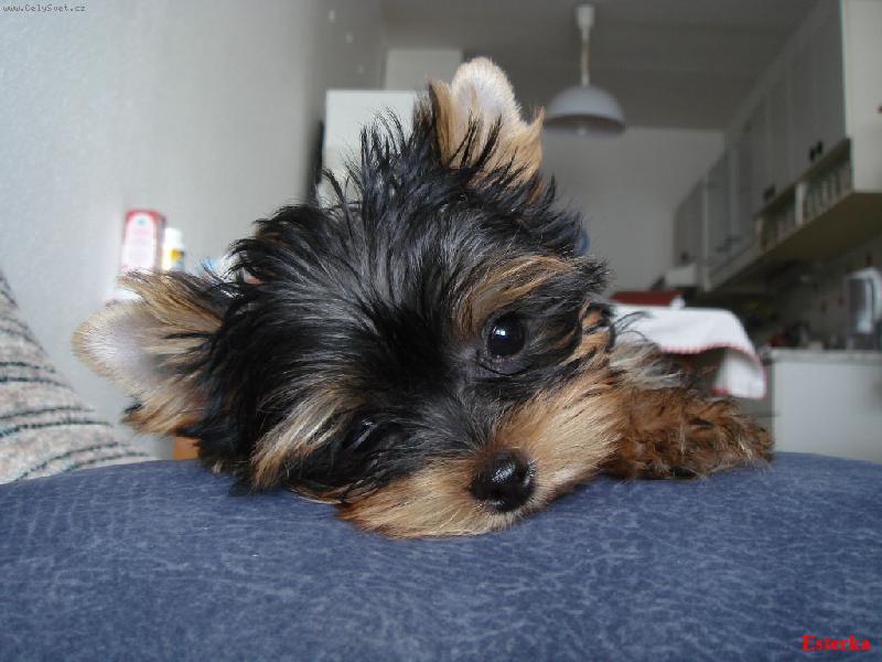 Foto: Esterka-odpoledn� odpo�inek