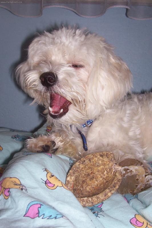 Foto: j� m���m hlad