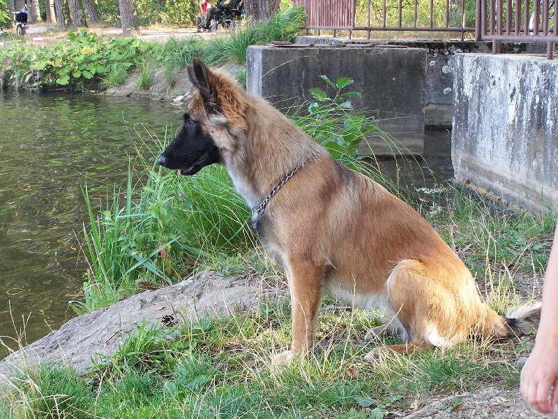 Foto: El� 9 m�s�c� malinois-El� 9 m�s�c� malinois