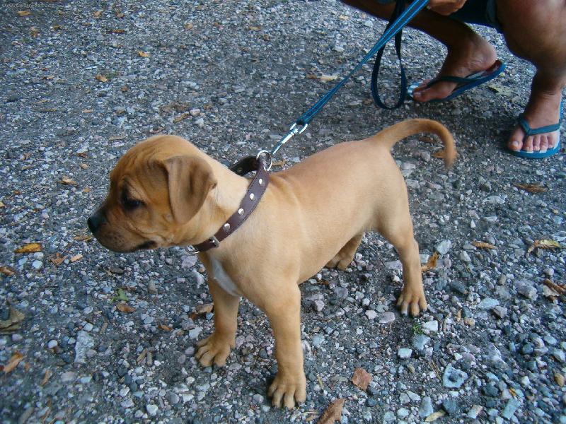 Foto: S�ba-s novou rodinkou na v�let�