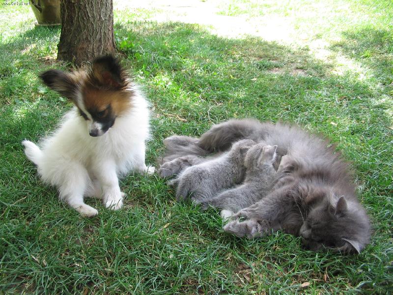 Foto: J� si chci taky cucnout!-papillon s ko�aty