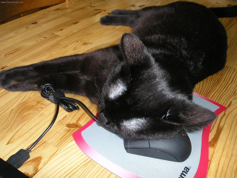 Foto: Ko�ka a my�