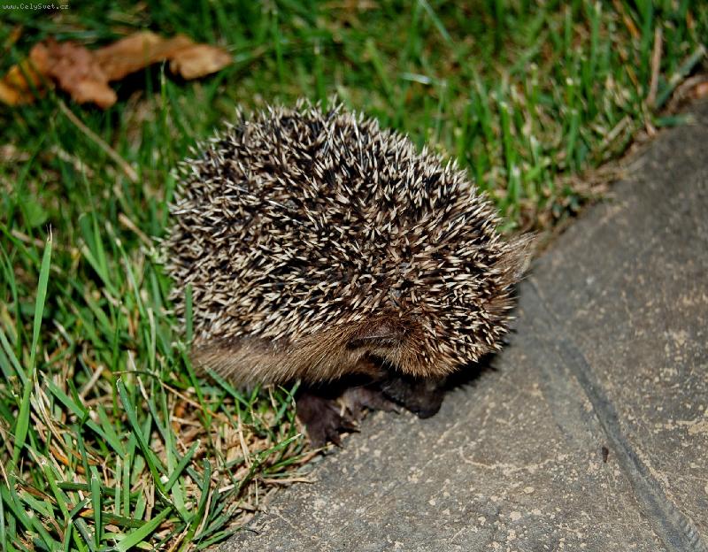 Foto: Je�e�ek-Mal� je�ek, co se n�m ned�vno objevil na zahrad� :o)