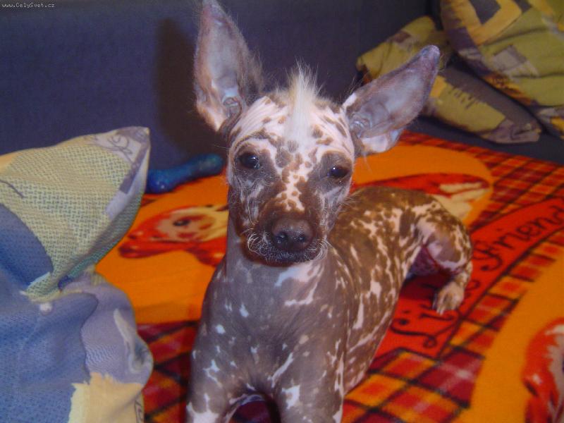 Foto: N� nah��ek-flek��ek