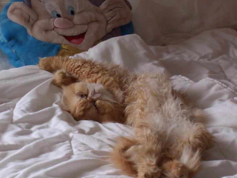 Foto: Persk� kocour-Jmenuji se Garfield