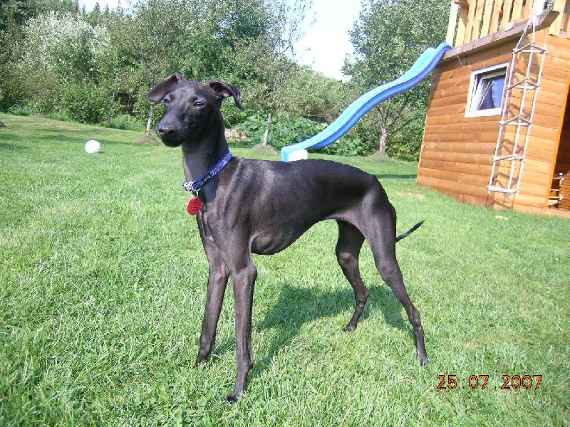 Foto: Bono-mal� p�za