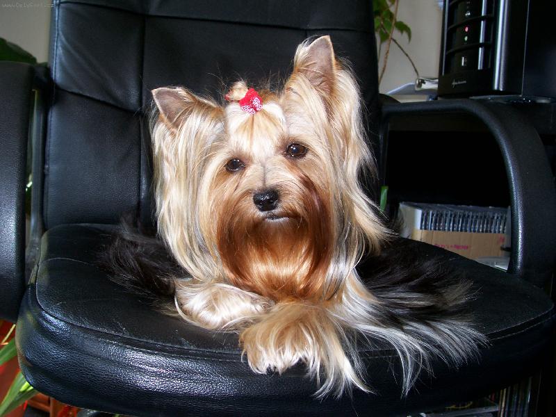 Foto: Bessy-www.jork-bessy.estranky.cz