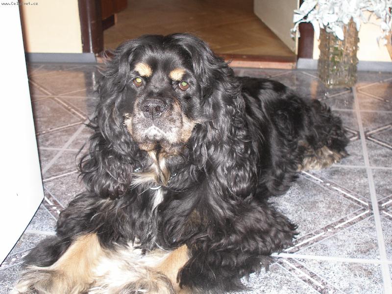 Foto: M�anek-medv�dek