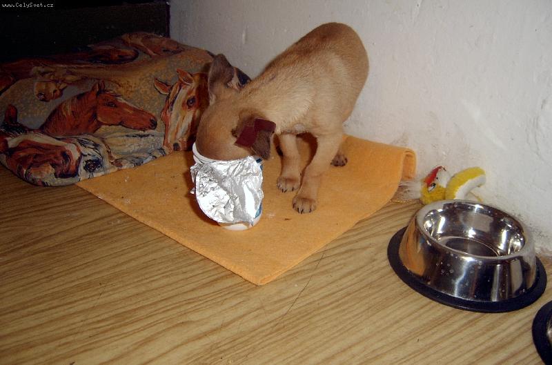 Foto: Shoty-hmmm, jogurt... :-D