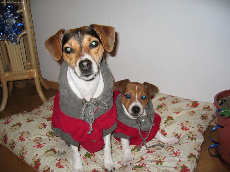 Foto: Lara a Niki-v�noce 2006