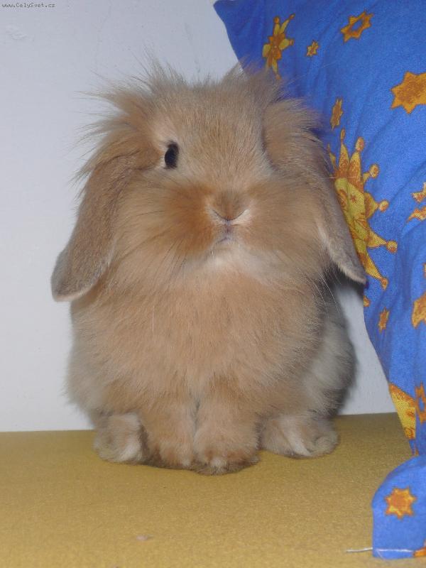 Foto: C�sa�ovna Syssi