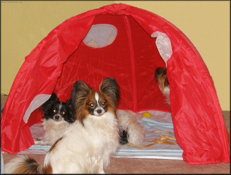 Foto: Papillonci stanuj�:-)-M�me nov� stan