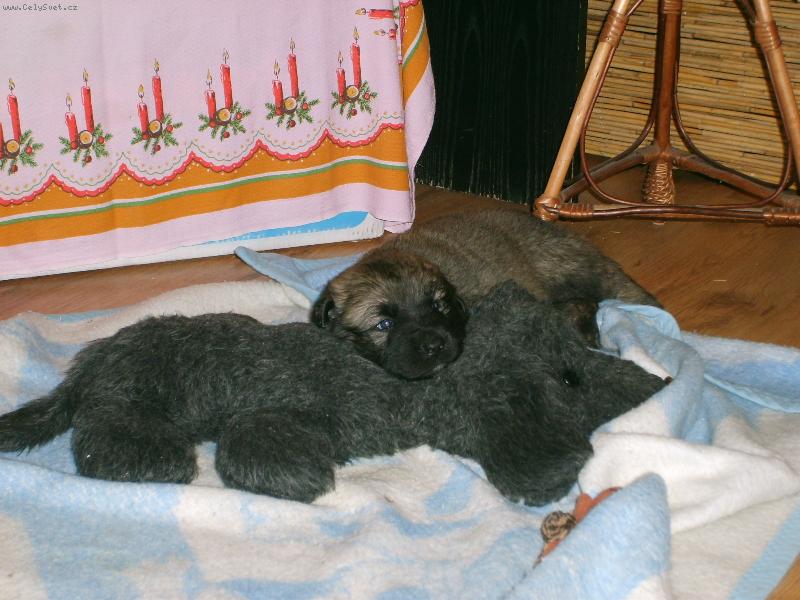 Foto: Leonek-Leonkovi jsou 4 t�dny
