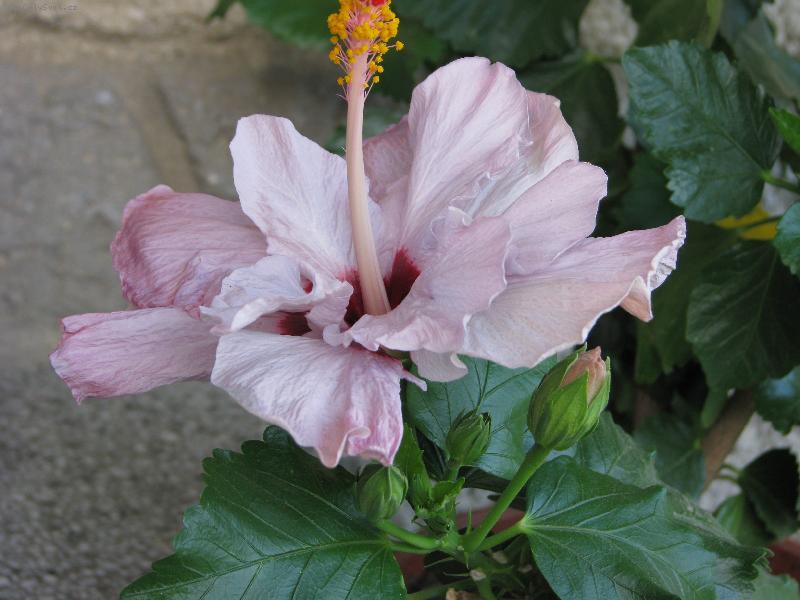 Foto: ibi�ek-isobel beard