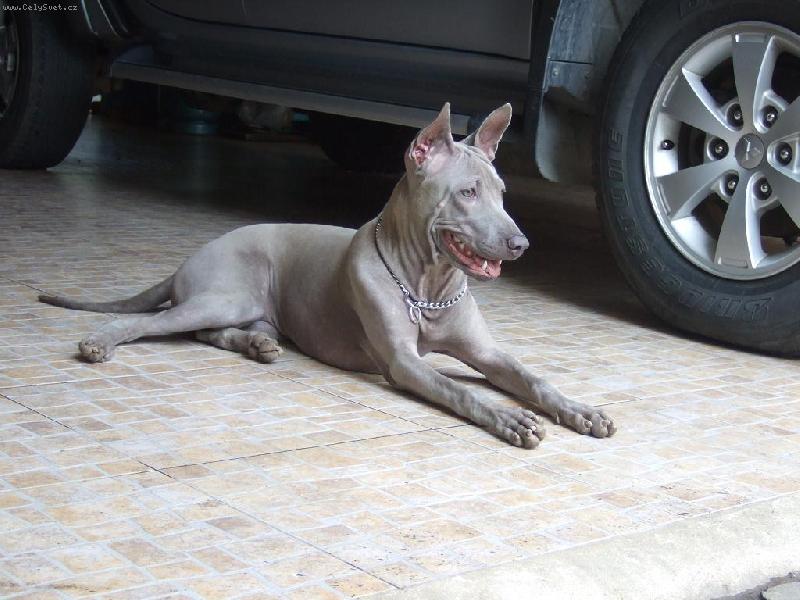 Foto: www.thailandridgeback.cz-Thaikru