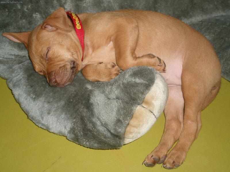 Foto: Sherry-Chrupky chrupky