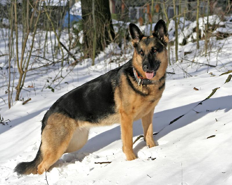 Foto: Britka-Na sn�hu