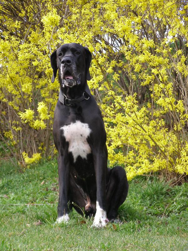 Foto: Dante �esk� Sirius