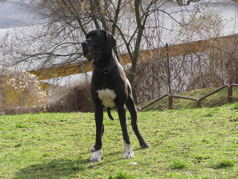 Foto: Dante �esk� Sirius