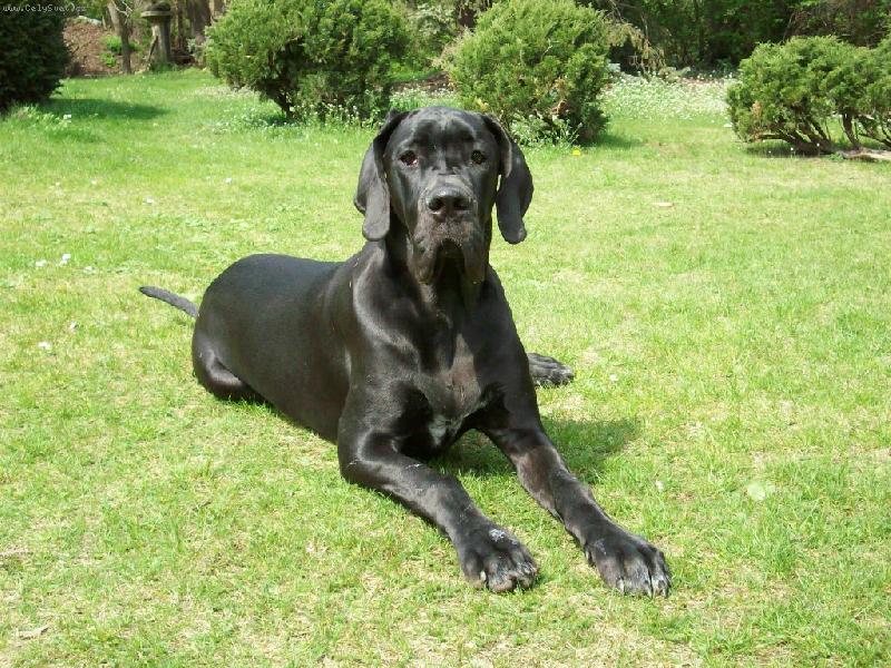 Foto: Rous na zahr�dce