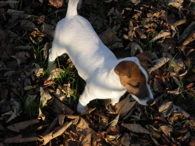 Foto: Rozen� lovkyne-7- mes��n�