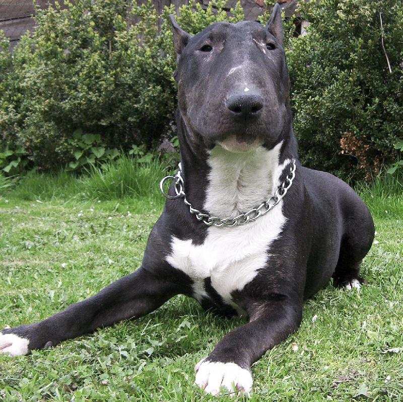 Foto: Brok z Ka��kovy samoty