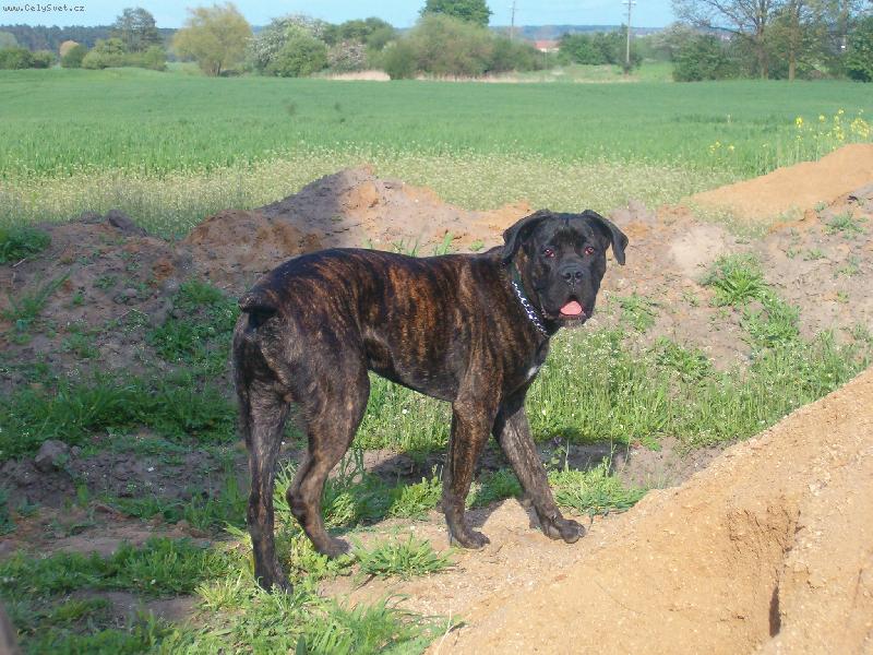 Foto: Uncas-8 m�s�c�