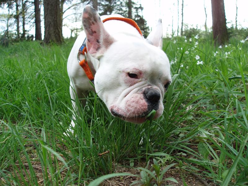 Foto: travi�ka to je dobrota-.-)