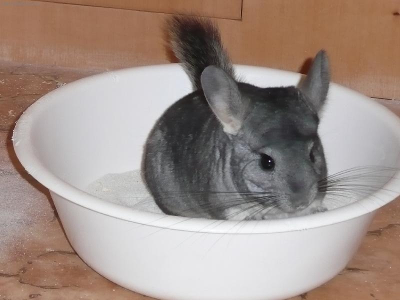 Foto: ferda v koupeln�